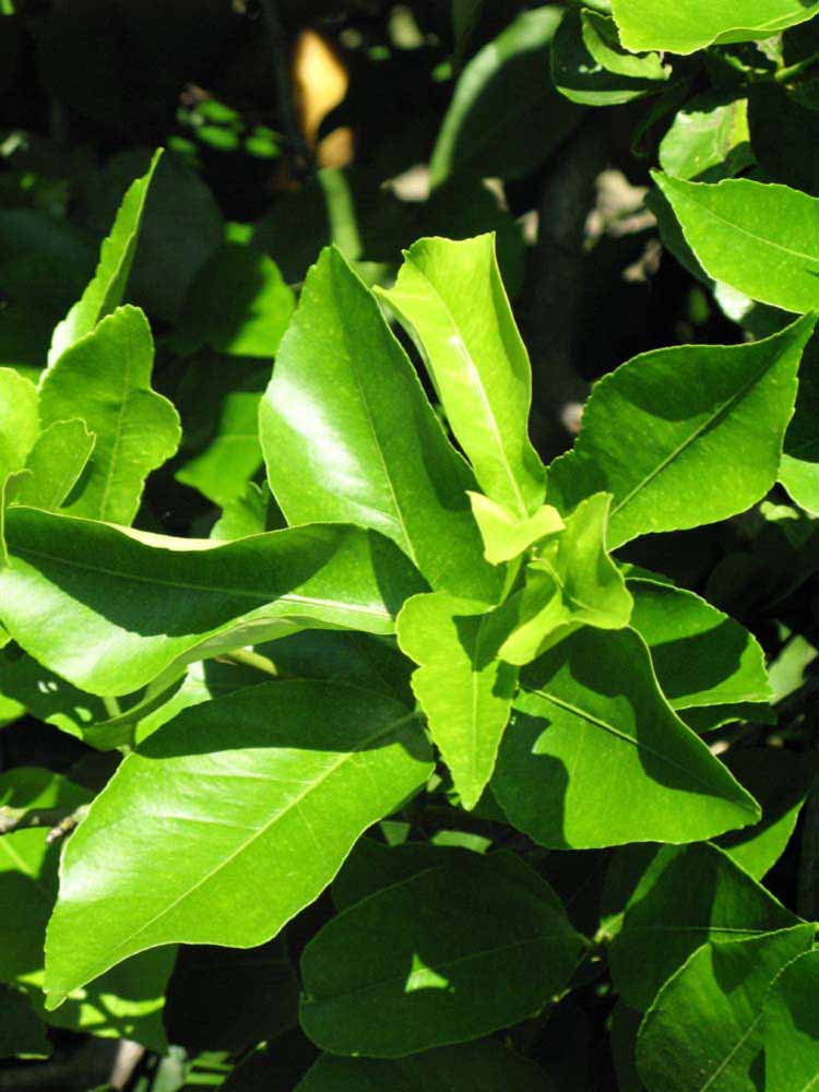              Sun leaves (Winter Haven, FL)       